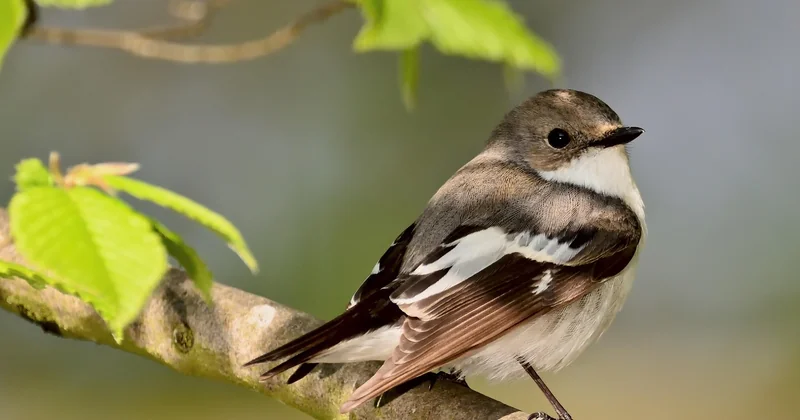 L'observation de la faune : le spectacle gratuit du Parc