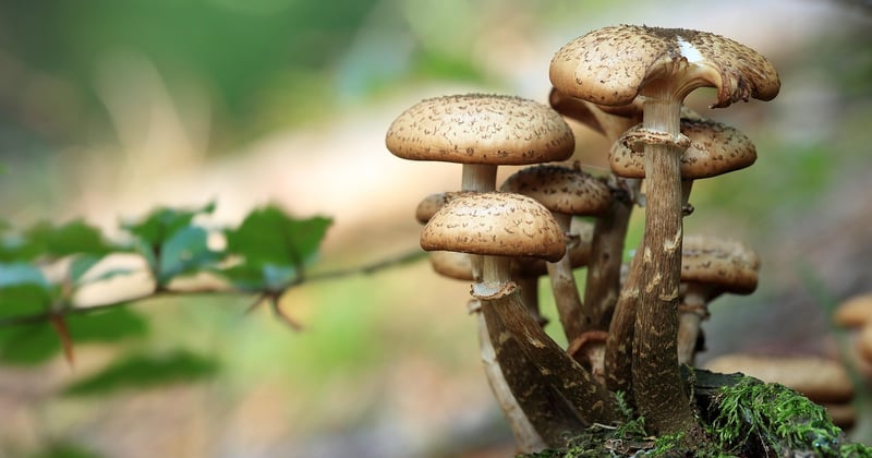 Où trouver les meilleurs gîtes pour la cueillette de champignons en Drôme